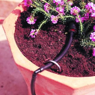 drip system for Abronia fragrans in Las Vegas, Nevada